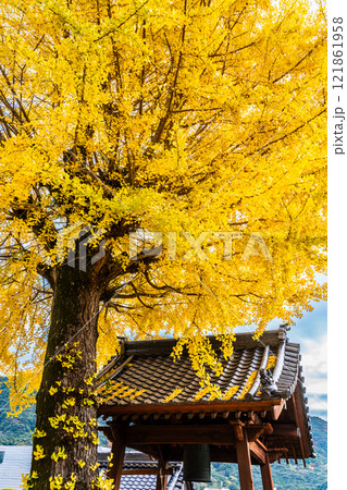 教宗寺の大イチョウの紅葉　【長崎市】 121861958