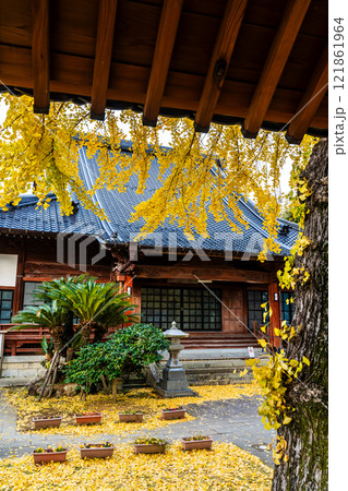 教宗寺の大イチョウの紅葉 【長崎市】 教宗寺の大イチョウの紅葉 【長崎市】 121861964