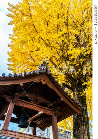 教宗寺の大イチョウの紅葉　【長崎市】 121861967