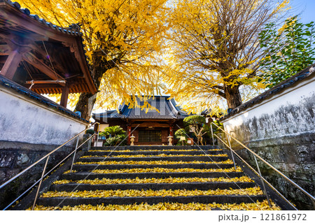 教宗寺の大イチョウの紅葉　【長崎市】 121861972