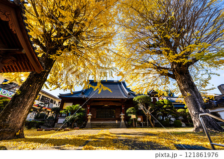 教宗寺の大イチョウの紅葉　【長崎市】 121861976
