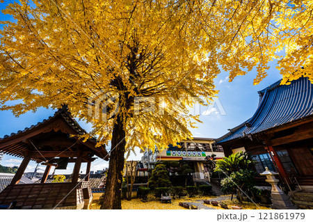 教宗寺の大イチョウの紅葉　【長崎市】 121861979