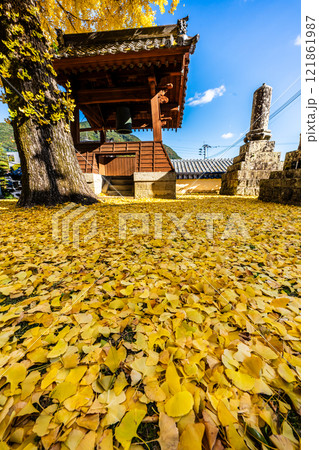 教宗寺の大イチョウの紅葉 【長崎市】 教宗寺の大イチョウの紅葉 【長崎市】 121861987