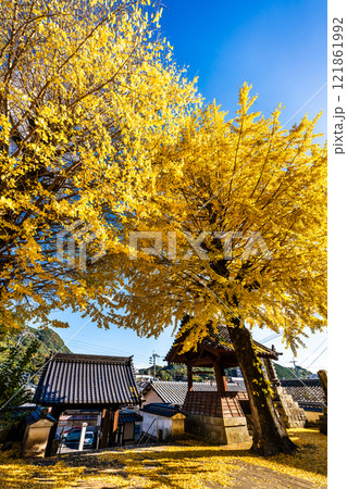 教宗寺の大イチョウの紅葉　【長崎市】 121861992