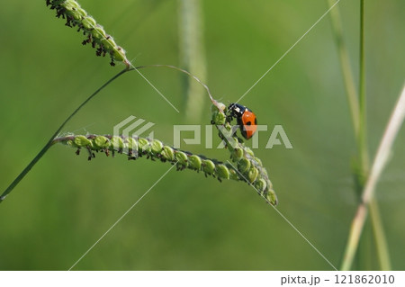 草とテントウムシ 121862010