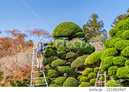 植木屋 造園 地下足袋 三脚脚立 高所作業 ヘッジトリマー 植木屋 造園 地下足袋 三脚脚立 高所作業 ヘッジトリマー 121862067