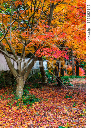 天祐寺の紅葉【長崎県諫早市】 121862141