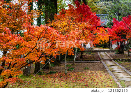天祐寺の紅葉【長崎県諫早市】 天祐寺の紅葉【長崎県諫早市】 121862156