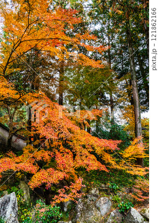 天祐寺の紅葉【長崎県諫早市】 天祐寺の紅葉【長崎県諫早市】 121862166