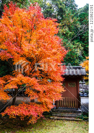 天祐寺の紅葉【長崎県諫早市】 121862191
