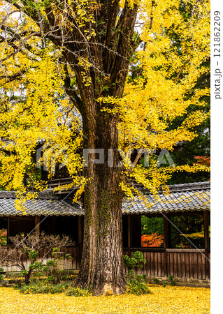 天祐寺の紅葉【長崎県諫早市】 天祐寺の紅葉【長崎県諫早市】 121862209