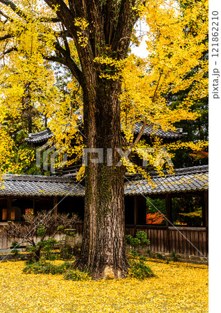 天祐寺の紅葉【長崎県諫早市】 天祐寺の紅葉【長崎県諫早市】 121862210