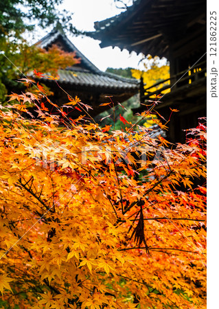 天祐寺の紅葉【長崎県諫早市】 天祐寺の紅葉【長崎県諫早市】 121862225