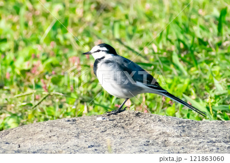 ハクセキレイ 121863060