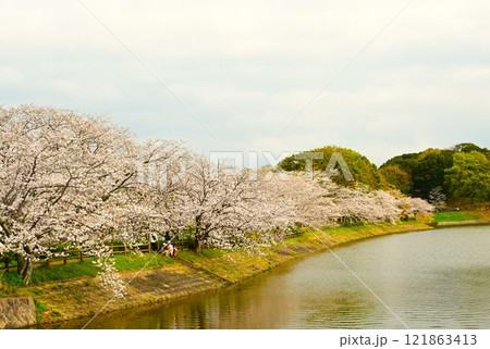 満開の桜と水面に映る青空 満開の桜と水面に映る青空 121863413