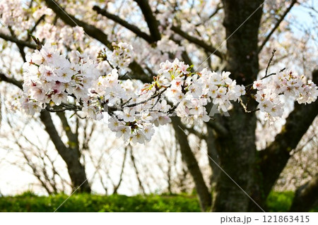 桜のある風景 121863415
