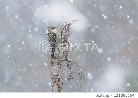雪が降る中でヌルデの実を食べに来たコゲラ 121863554