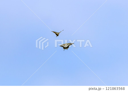 青空に舞うアゲハ蝶 121863568