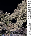夜桜を見上げる 121863762