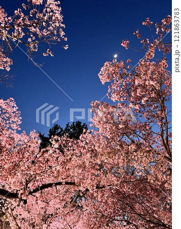 夜桜 121863783