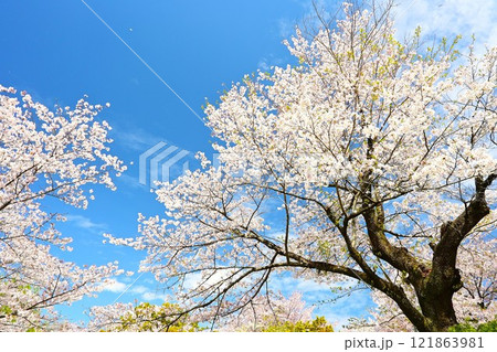 青空に映える満開の桜 121863981