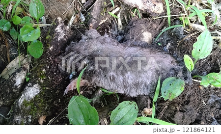 モグラの死骸 モグラの死骸 121864121