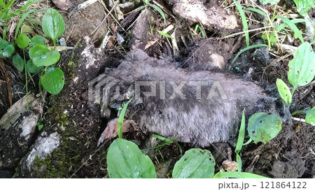モグラの死骸 モグラの死骸 121864122