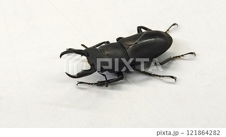 コクワガタ（オス） 121864282