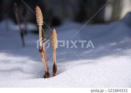 雪の中のつくし(横位置) 雪の中のつくし(横位置) 121864331