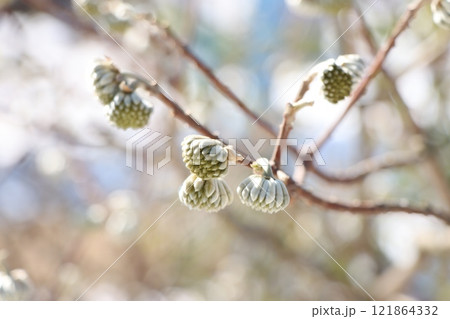 ミツマタのつぼみ 121864332