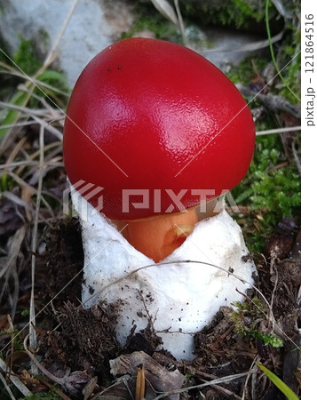 タマゴタケ(幼菌) タマゴタケ(幼菌) 121864516