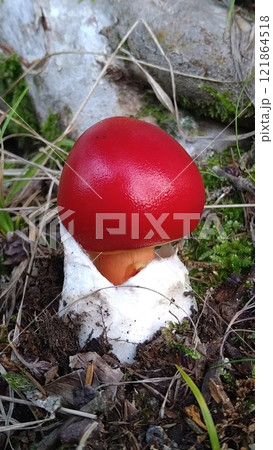 タマゴタケ（幼菌） 121864518