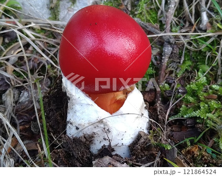 タマゴタケ(幼菌) タマゴタケ(幼菌) 121864524