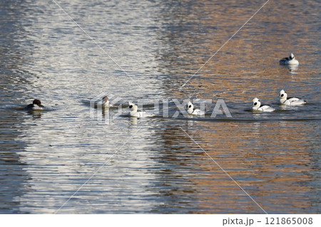 冬の池で泳ぐミコアイサ 121865008