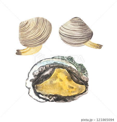 Abalone in a shell and clams watercolor...のイラスト素材 [121865094] - PIXTA