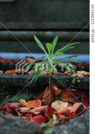 道端に生える雑草 道端に生える雑草 121865118