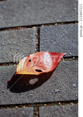 歩道の赤い落ち葉 歩道の赤い落ち葉 121865121