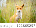 夏の森で出会ったキタキツネ 121865257