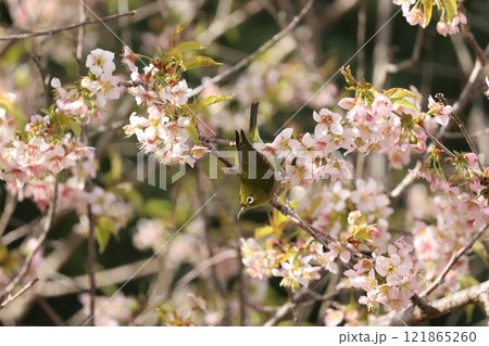 ヒマラヤ桜の蜜を吸うメジロ 121865260