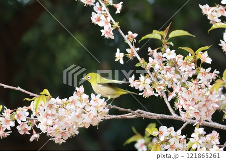 正月にメジロがヒマラヤ桜の蜜を吸っている 121865261