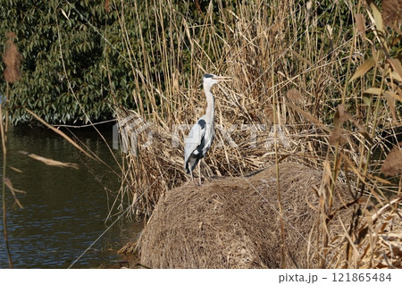 巣を守るアオサギ 121865484