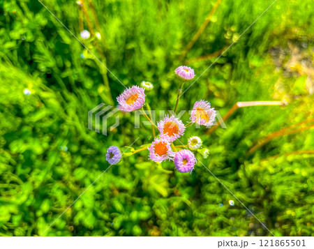 可愛らしいハルジオンの花～5月の陽ざし～ 121865501