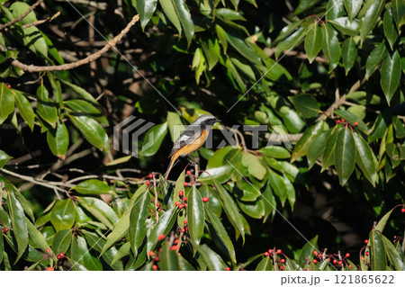 木の実を食べに来たジョウビタキ 121865622