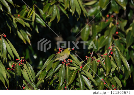 木の実を食べているメジロ 121865675