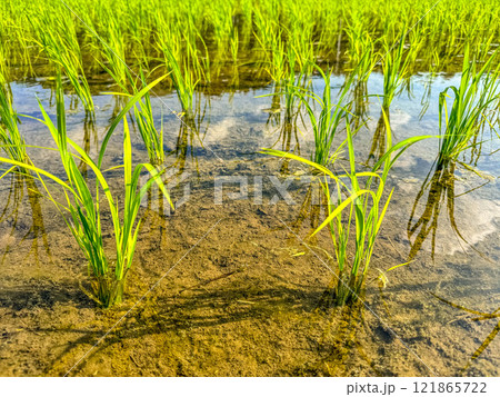 いいいね！～水田～ 121865722