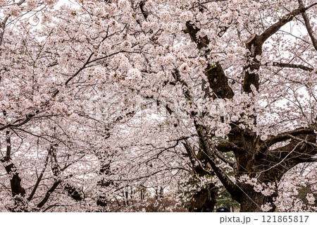 身も心も軽くなり、空を見れば綺麗に澄み渡る。山々も遠くに霞、川の流れは静かに動く 121865817
