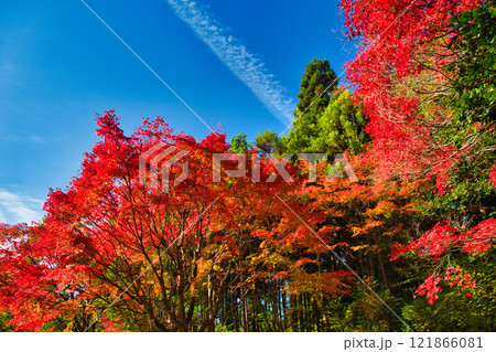 越前陶芸村の秋 121866081
