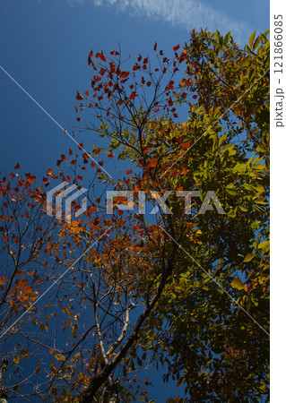 越前陶芸村の秋 越前陶芸村の秋 121866085