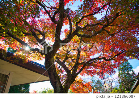 越前陶芸村の秋 121866087