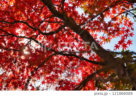 越前陶芸村の秋 越前陶芸村の秋 121866089